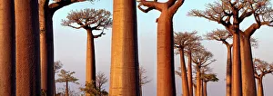 Boabab trees {Adansonia grandidieri} in evening light Boabab trees {Adansonia grandidieri} in evening light