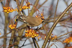 Bohemian waxwing (Bombycilla garrulus) perched in Rowan tree (Sorbus) with full crop Bohemian waxwing (Bombycilla garrulus) perched in Rowan tree (Sorbus) with full crop