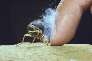 Bombardier Beetle (Pheropsophus jessoensis) protecting itself by ejecting a boiling Bombardier Beetle (Pheropsophus jessoensis) protecting itself by ejecting a boiling