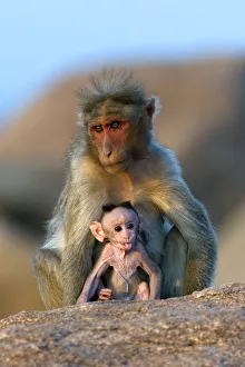 Bonnet Macaque (Macaca radiata) mother with infant. Karnataka, India Bonnet Macaque (Macaca radiata) mother with infant. Karnataka, India
