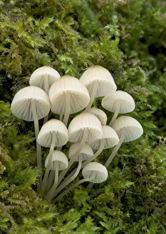 Bonnet mushroom (Mycena pseudocorticola) Glengarrif County Cork, County Down, Northern Ireland Bonnet mushroom (Mycena pseudocorticola) Glengarrif County Cork, County Down, Northern Ireland