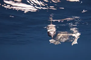 Booby (Sula nebouxii) looking at camera underwater, Galapagos Island Booby (Sula nebouxii) looking at camera underwater, Galapagos Island