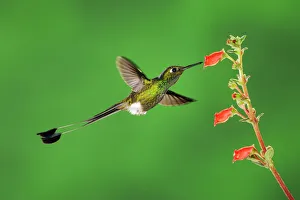 Booted Racket-tail hummingbird (Ocreatus underwoodii) male flying, feeding from flower Booted Racket-tail hummingbird (Ocreatus underwoodii) male flying, feeding from flower