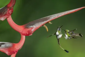 Booted racket tail (Ocreatus underwoodii) two males fighting in flight, Mindo, Pichincha Booted racket tail (Ocreatus underwoodii) two males fighting in flight, Mindo, Pichincha