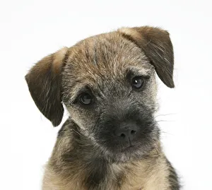 Brindle border sales terrier