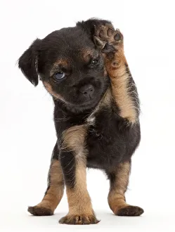 Border Terrier puppy, age 5 weeks, with raised paw Border Terrier puppy, age 5 weeks, with raised paw