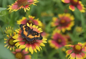 Bordered patch butterfly (Chlosyne lacinia) on Indian blanket (Gaillardia pulchella) Bordered patch butterfly (Chlosyne lacinia) on Indian blanket (Gaillardia pulchella)