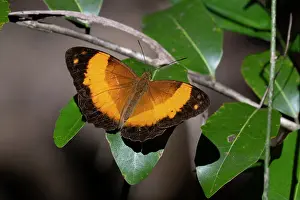Wildlife Australia Prints: Bordered rustic butterfly (Cupha prosope) basking on leaf in riverine forest