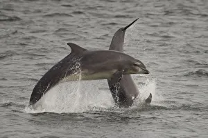 Bottle-nosed dolphins (Tursiops truncatus) breaching, Fortrose, Moray Firth, Scotland Bottle-nosed dolphins (Tursiops truncatus) breaching, Fortrose, Moray Firth, Scotland