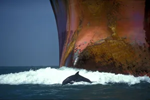 Bottlenose dolphin (Tursiops truncatus) playing in the waves of an oil tanker, Port Aransas Bottlenose dolphin (Tursiops truncatus) playing in the waves of an oil tanker, Port Aransas