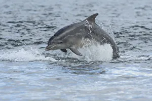 Bottlenose dolphin (Tursiops truncatus) porpoising, Moray Firth, Highlands, Scotland, UK Bottlenose dolphin (Tursiops truncatus) porpoising, Moray Firth, Highlands, Scotland, UK