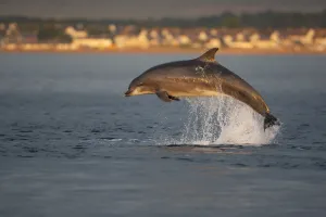 Bottlenose dolphin (Tursiops truncatus) breaching in evening light, Moray Firth, Inverness-shire Bottlenose dolphin (Tursiops truncatus) breaching in evening light, Moray Firth, Inverness-shire