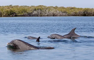 Bottlenose Dolphin (Tursiops truncatus) in mangrove canals, Bahia Magdalena, Baja Bottlenose Dolphin (Tursiops truncatus) in mangrove canals, Bahia Magdalena, Baja