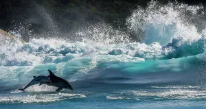 Bottlenose Dolphin (Tursiops truncatus) mother and calf porpoising during annual Sardine run Bottlenose Dolphin (Tursiops truncatus) mother and calf porpoising during annual Sardine run