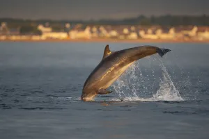 Bottlenose dolphin (Tursiops truncatus) breaching in evening light, Moray Firth, Inverness-shire Bottlenose dolphin (Tursiops truncatus) breaching in evening light, Moray Firth, Inverness-shire