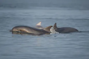 Bottlenose dolphin (Tursiops truncatus) group surfacing in evening light, Moray Firth Bottlenose dolphin (Tursiops truncatus) group surfacing in evening light, Moray Firth