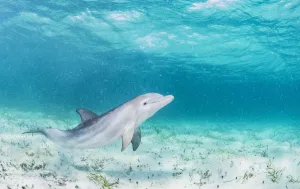 Bottlenose dolphin (Tursiops truncatus) underwater playing in the shallows off Eleuthera, Bahamas Bottlenose dolphin (Tursiops truncatus) underwater playing in the shallows off Eleuthera, Bahamas