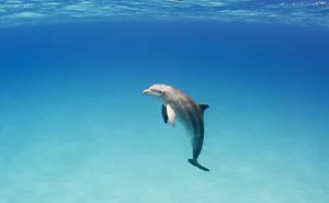A Bottlenose dolphin (Tursiops truncatus), heavily scarred, possibly from shark attacks A Bottlenose dolphin (Tursiops truncatus), heavily scarred, possibly from shark attacks