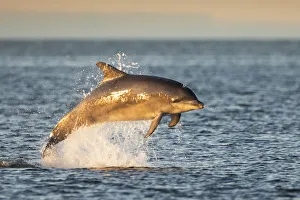 Bottlenose dolphin (Tursiops truncatus) breaching, Moray Firth, Scotland, UK, July Bottlenose dolphin (Tursiops truncatus) breaching, Moray Firth, Scotland, UK, July