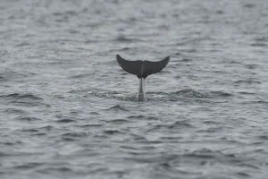 Bottlenose dolphin (Tursiops truncatus) diving, Moray Firth, Inverness-shire, Scotland Bottlenose dolphin (Tursiops truncatus) diving, Moray Firth, Inverness-shire, Scotland