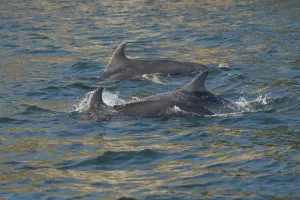 Bottlenose dolphin (Tursiops truncatus) at surface, Moray Firth, Highlands, Scotland. May Bottlenose dolphin (Tursiops truncatus) at surface, Moray Firth, Highlands, Scotland. May