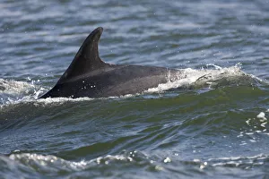 Bottlenose dolphin (Tursiops truncatus) surfacing, fin showing distinctive identifying marks Bottlenose dolphin (Tursiops truncatus) surfacing, fin showing distinctive identifying marks