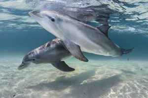 Bottlenose dolphins (Tursiops truncatus) swimming over a sandy bottom, Roatan Island Bottlenose dolphins (Tursiops truncatus) swimming over a sandy bottom, Roatan Island