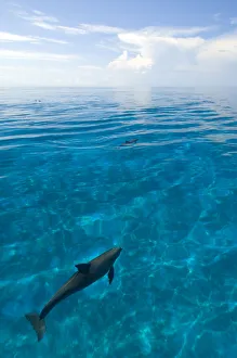 Bottlenose dolphins (Tursiops truncatus) in shallow water over a sand bank. Sandy Ridge Bottlenose dolphins (Tursiops truncatus) in shallow water over a sand bank. Sandy Ridge