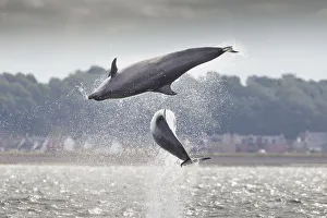 Two Bottlenose dolphins (Tursiops truncatus) breaching, Moray Firth, Scotland, UK Two Bottlenose dolphins (Tursiops truncatus) breaching, Moray Firth, Scotland, UK