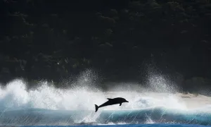 Bottlenosed dolphin (Tursiops truncatus) porpoising during annual sardine run, Port St Johns Bottlenosed dolphin (Tursiops truncatus) porpoising during annual sardine run, Port St Johns