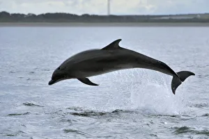 Bottlenosed dolphin (Tursiops truncatus) jumping, Moray Firth, Nr Inverness, Scotland Bottlenosed dolphin (Tursiops truncatus) jumping, Moray Firth, Nr Inverness, Scotland