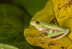 Boulengers tree frog (Rhacaphorus lateralis) recently rediscovered after 100 years Boulengers tree frog (Rhacaphorus lateralis) recently rediscovered after 100 years