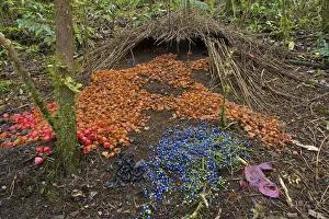Bower of Vogelkop Bowerbird (Amblyornis inornata) with bright decorations. Nov 2004 Bower of Vogelkop Bowerbird (Amblyornis inornata) with bright decorations. Nov 2004