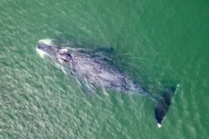 Bowhead whale (Balaena mysticetus) swimming in coastal waters, aerial view. Vrangel Bay Bowhead whale (Balaena mysticetus) swimming in coastal waters, aerial view. Vrangel Bay