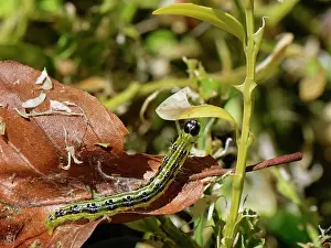 Box-tree moth caterpillar on Box leaves Print
