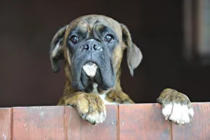 Boxer looking over closed door, standing on hind legs Boxer looking over closed door, standing on hind legs