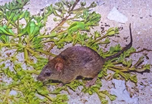 Bramble cay melomys (Melomys rubicola), a small rodent that was endemic to a small coral Bramble cay melomys (Melomys rubicola), a small rodent that was endemic to a small coral
