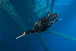 Brandts cormorant (Phalacrocorax penicillatus) swimming beneath an oil rig. Eureka Rig Brandts cormorant (Phalacrocorax penicillatus) swimming beneath an oil rig. Eureka Rig