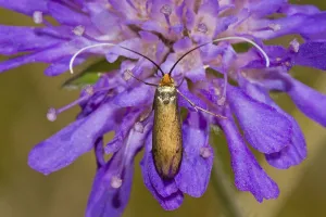 Brassy Longhorn Beetle (Nemophora metallica) feeding on Small Scabious, Hutchinsons Bank Brassy Longhorn Beetle (Nemophora metallica) feeding on Small Scabious, Hutchinsons Bank