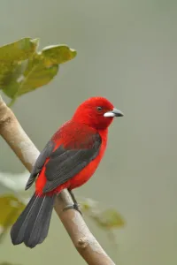 Brazilian tanager (Ramphocelus bresilius) perched on branch, Serrinha do Alambari Brazilian tanager (Ramphocelus bresilius) perched on branch, Serrinha do Alambari