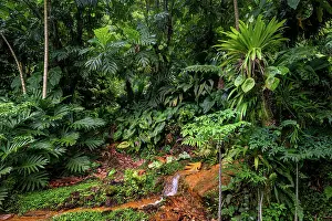 Artocarpus Altilis Prints: Breadfruit tree (Artocarpus altilis) providing shade to tropical plants growing along hot volcanic stream in a garden