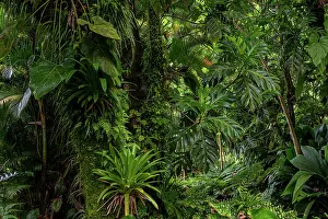 Lush Green Foliage Prints: Breadfruit tree (Artocarpus altilis) providing shade to tropical plants growing along hot volcanic stream in a garden