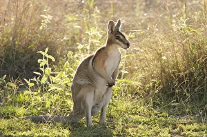 Bridled nailtail wallaby (Onychogalea fraenata) Queensland, Australia, Endangered species Bridled nailtail wallaby (Onychogalea fraenata) Queensland, Australia, Endangered species