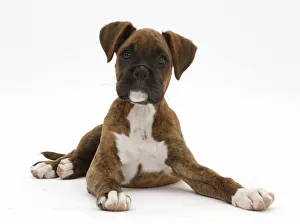 Brindle Boxer puppy sitting looking alert Brindle Boxer puppy sitting looking alert