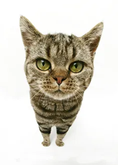 British Shorthair Brown Spotted cat, distorted proportions British Shorthair Brown Spotted cat, distorted proportions