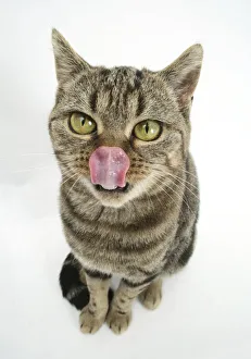 British Shorthair Brown Spotted cat licking her nose British Shorthair Brown Spotted cat licking her nose