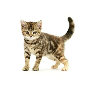 British shorthair tabby-tortoiseshell kitten British shorthair tabby-tortoiseshell kitten