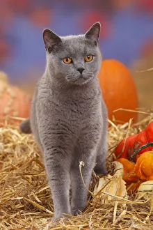British Shorthair tomcat, blue coated, portrait standing in straw with Pumpkins / Squash British Shorthair tomcat, blue coated, portrait standing in straw with Pumpkins / Squash