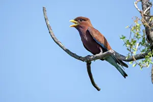 Vertebrate Animal Photography Prints: Broad-billed roller (Eurystomus glaucurus) perched on branch calling