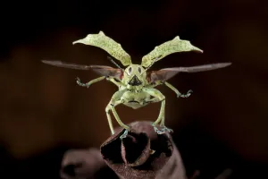 Broad-nosed weevil (Compsus sp.) about to take off with wing elytra raised and wings extended Broad-nosed weevil (Compsus sp.) about to take off with wing elytra raised and wings extended